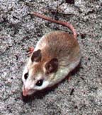 [picture of real mouse]